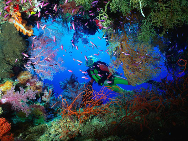 Great Barrier Reef 